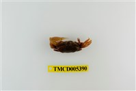 藏品(弧邊管招潮蟹)的圖片